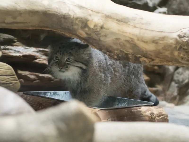 恩賜上野動物園のクリョンの写真