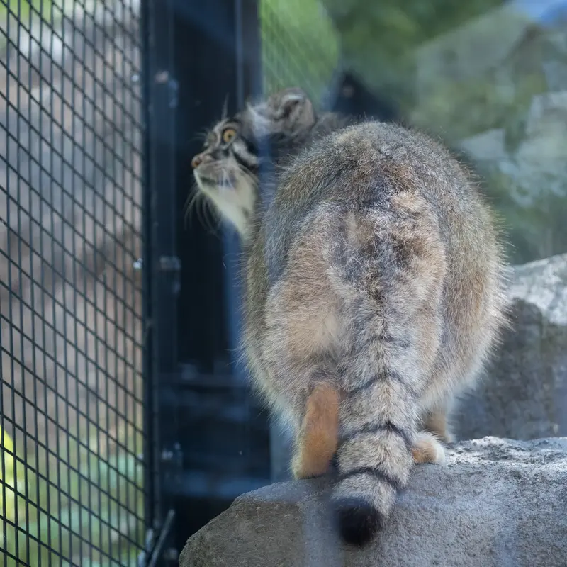 旭山動物園のグルーシャの写真