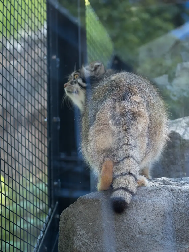 旭山動物園のグルーシャの写真