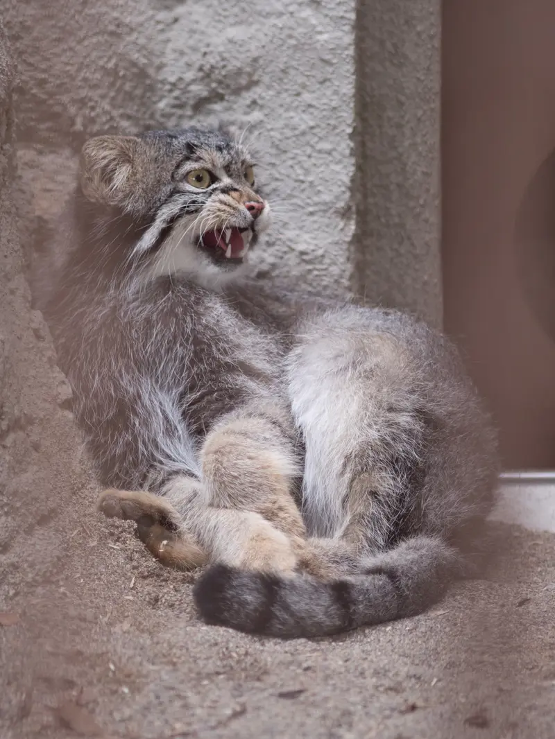 野毛山動物園のフィーガの写真