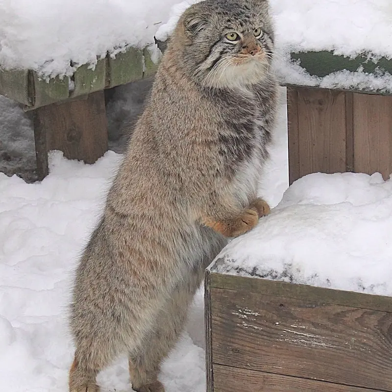 ノヴォシビルスク動物園のキムの写真