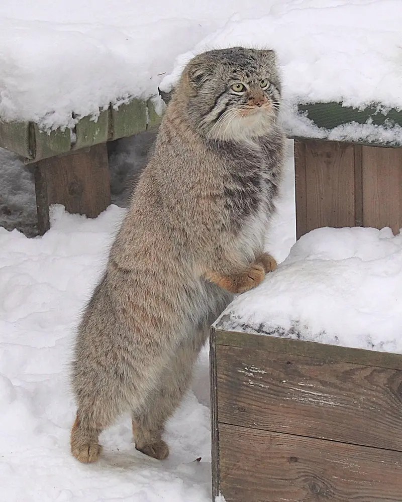ノヴォシビルスク動物園のキムの写真