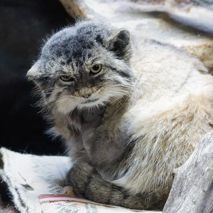 恩賜上野動物園のプリームラの写真