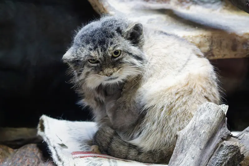 恩賜上野動物園のプリームラの写真