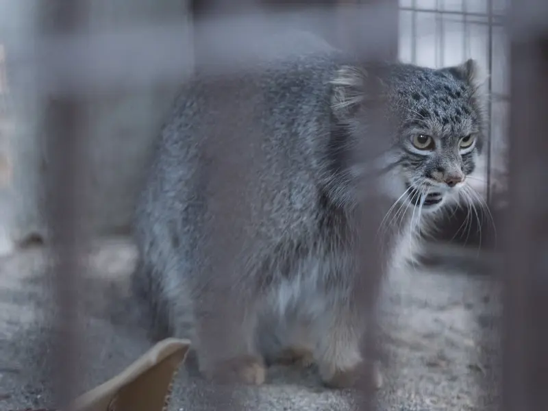 野毛山動物園のフィーガの写真