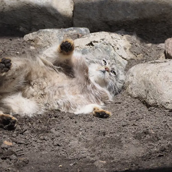 グダニスク動物園のマヌエルの写真