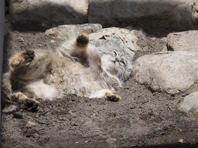 グダニスク動物園のマヌエルの写真