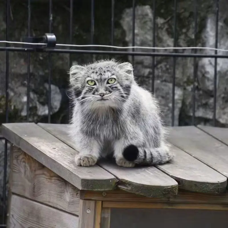 バイオ・トピア・ダンケルクのマヌルネコの写真