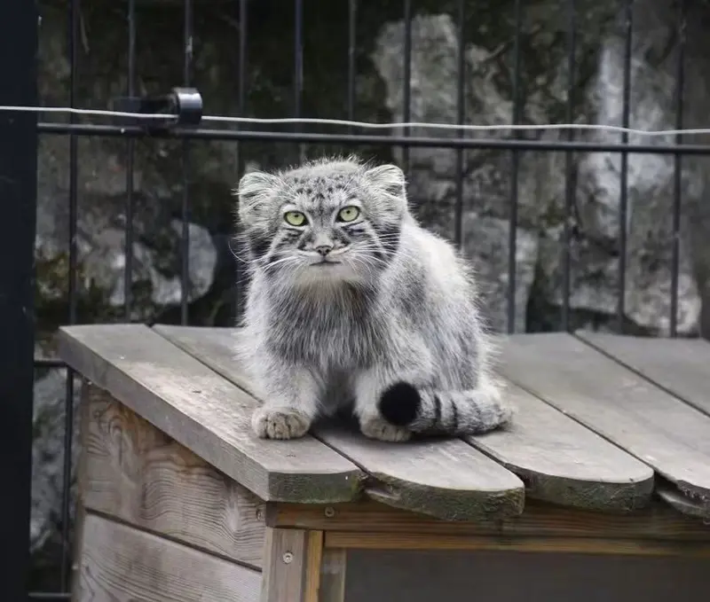 ビオ・トピア・ダンケルクのマヌルネコの写真