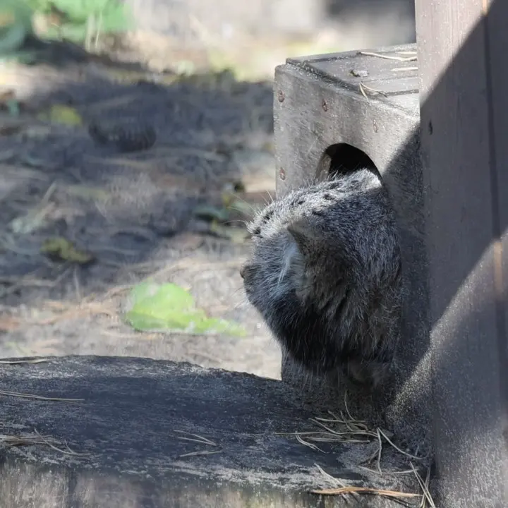 ノヴォシビルスク動物園のマヌルネコの写真