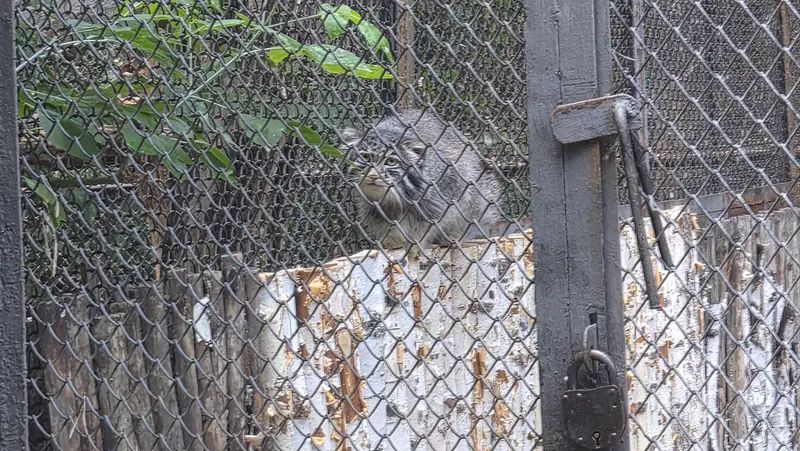 マヌルネコの写真