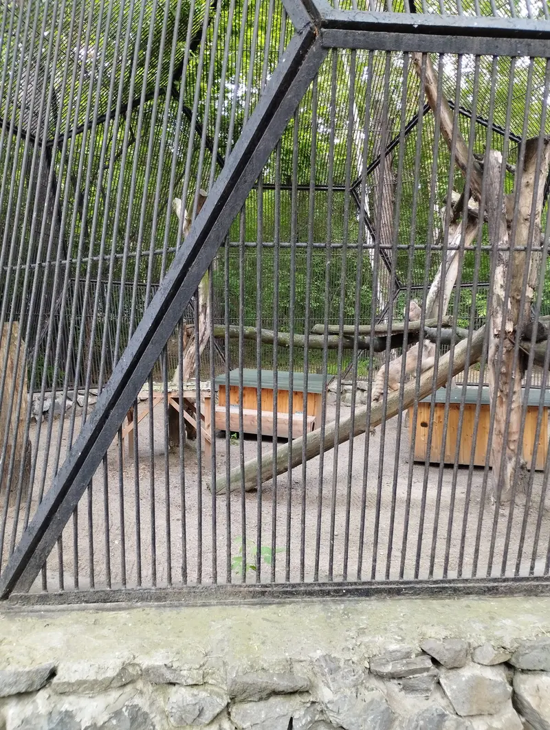 ノヴォシビルスク動物園のマヌルネコの写真