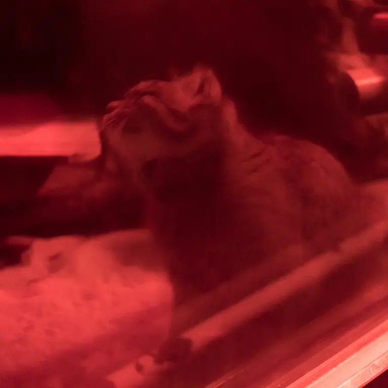 恩賜上野動物園のナイマの写真