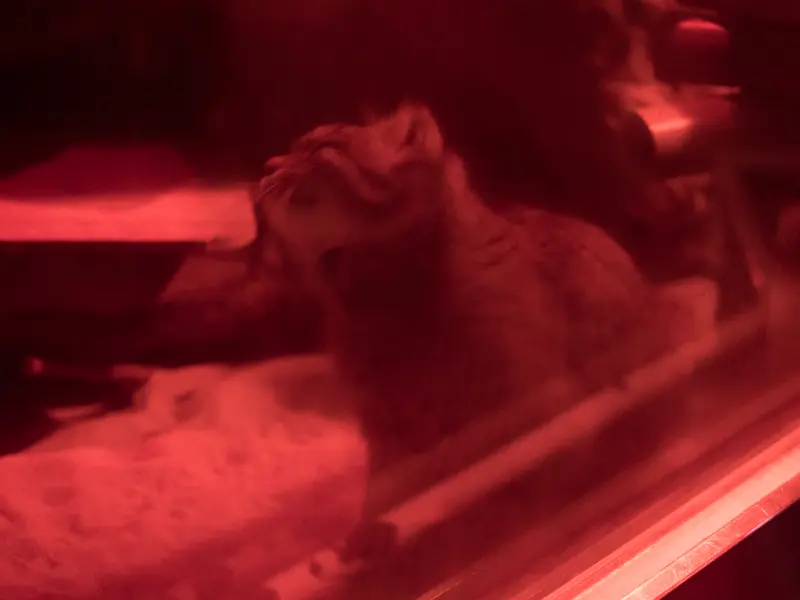 恩賜上野動物園のナイマの写真