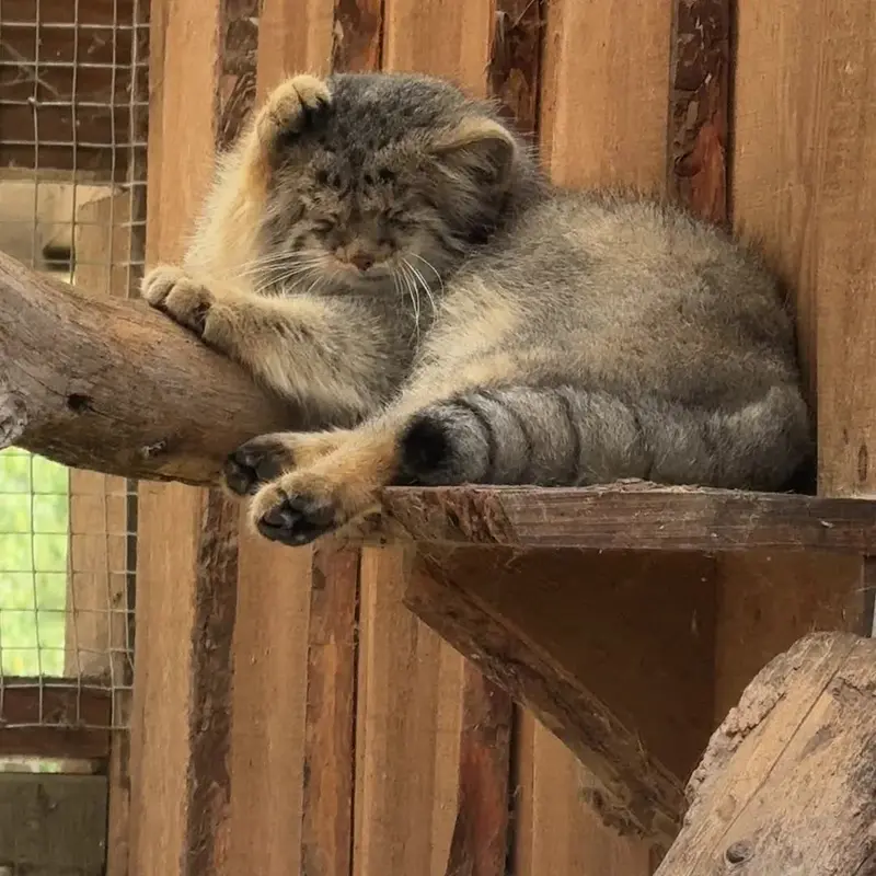 タリン動物園のマヌルネコの写真