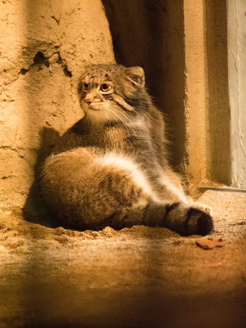 野毛山動物園のフィーガの写真