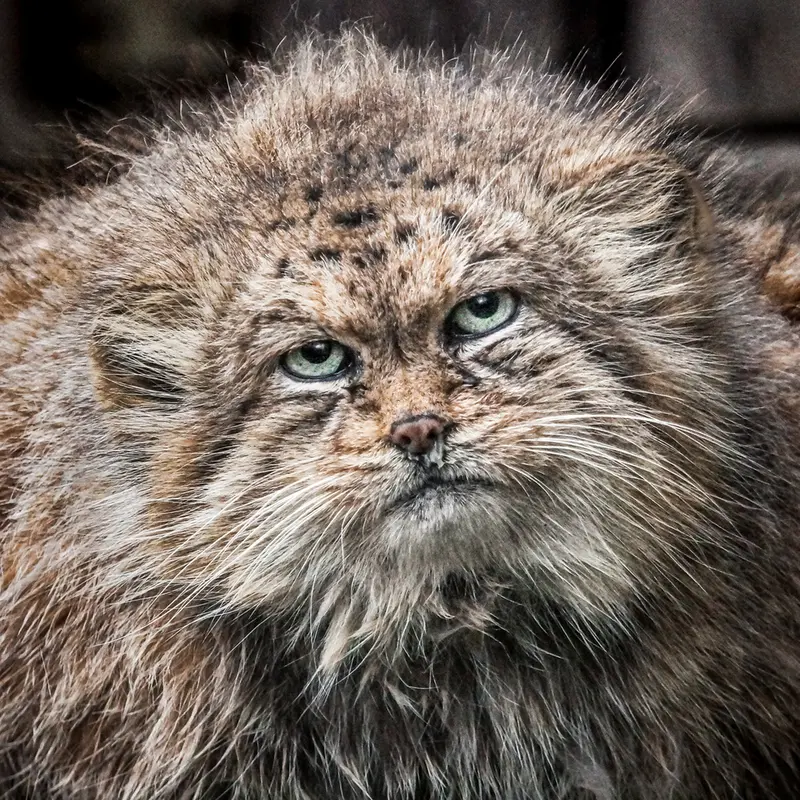ブルノ動物園のマヌルネコのマヌ