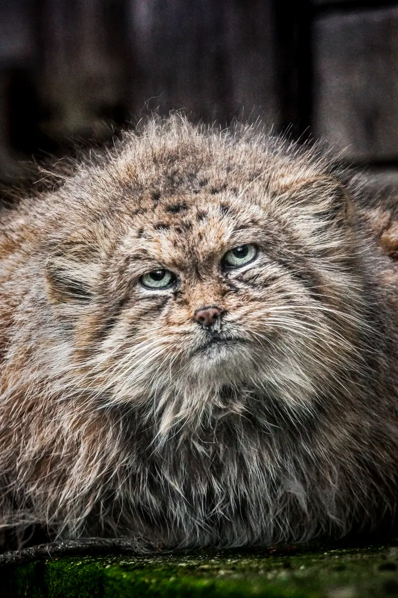 ブルノ動物園のマヌの写真