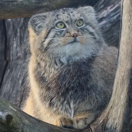 コルケアサーリ動物園のカッティ・マッティの写真