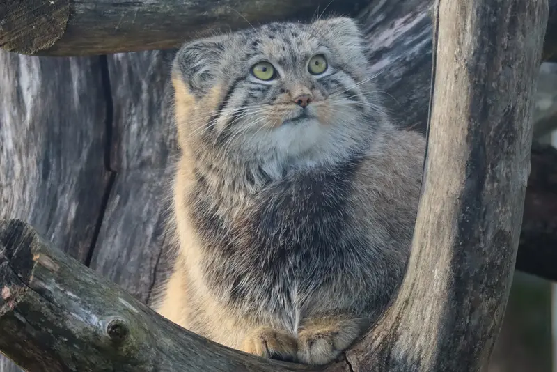 コルケアサーリ動物園のカッティ・マッティの写真