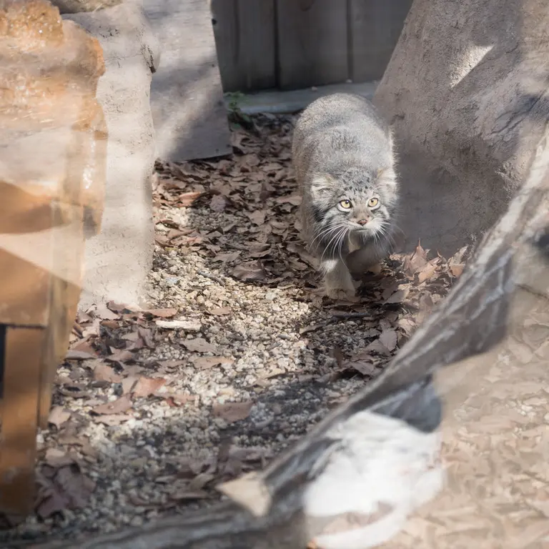 埼玉県こども動物自然公園のオトの写真