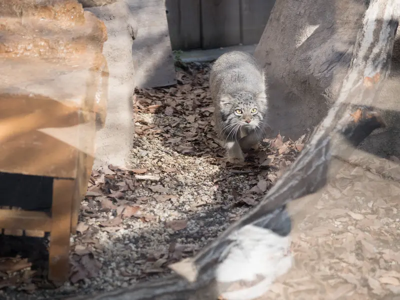 埼玉県こども動物自然公園のオトの写真