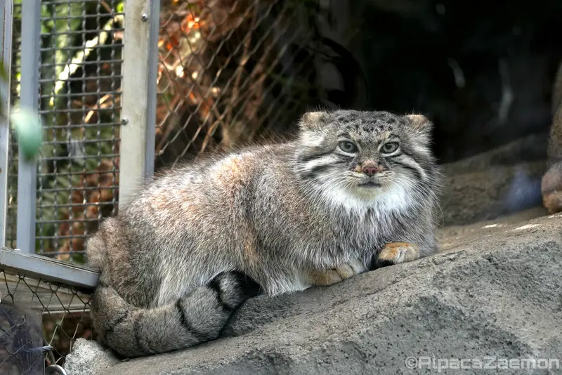 神戸どうぶつ王国のアズの写真