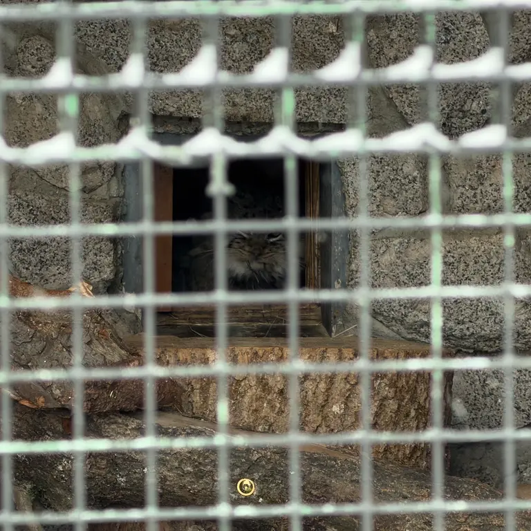 レニングラード動物園のスヴェンの写真
