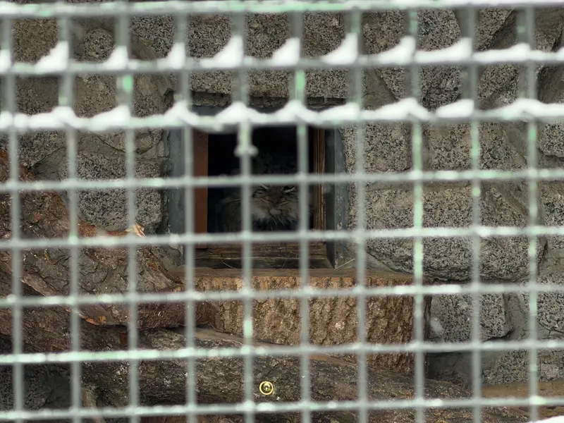 レニングラード動物園のスヴェンの写真