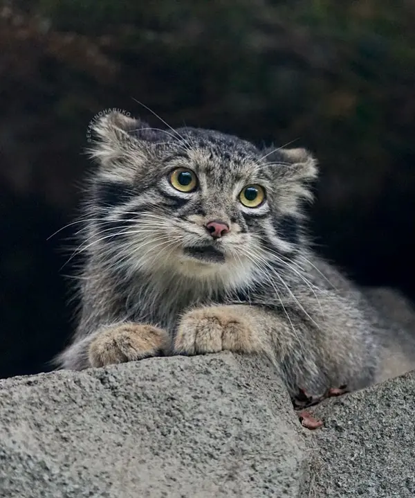 神戸どうぶつ王国のオトの写真