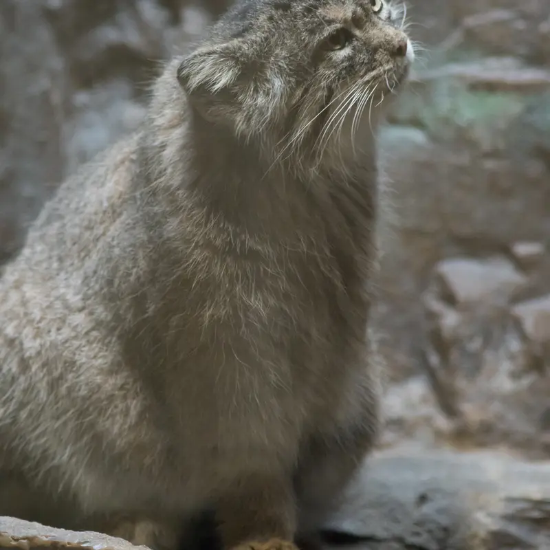 恩賜上野動物園のプリームラの写真