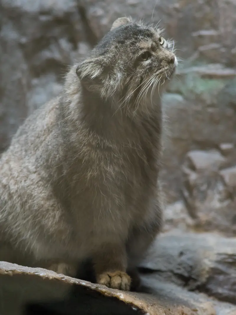 恩賜上野動物園のプリームラの写真