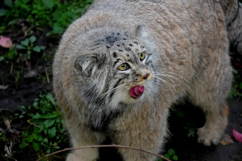 ブダペスト動物園・植物園のボフスの写真