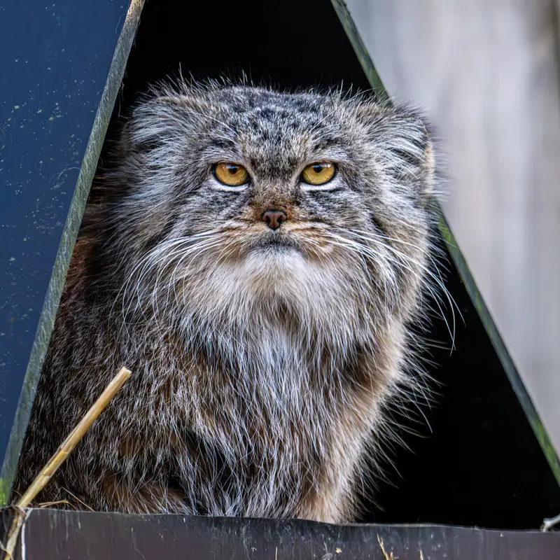 トレゴムール動物園のイウォークの写真