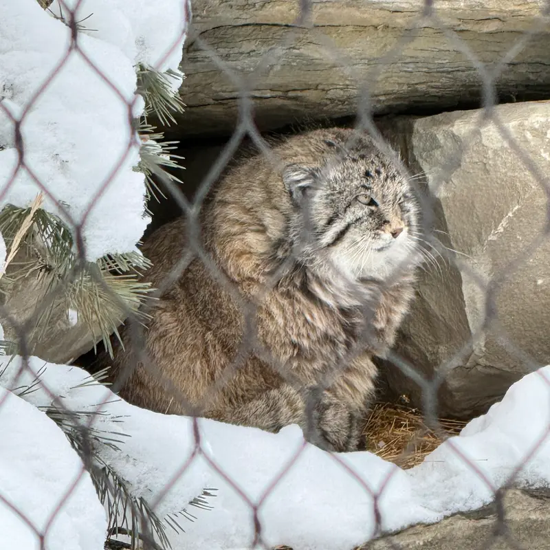 カルガリー動物園 / ワイルダー・インスティテュートのオラフの写真