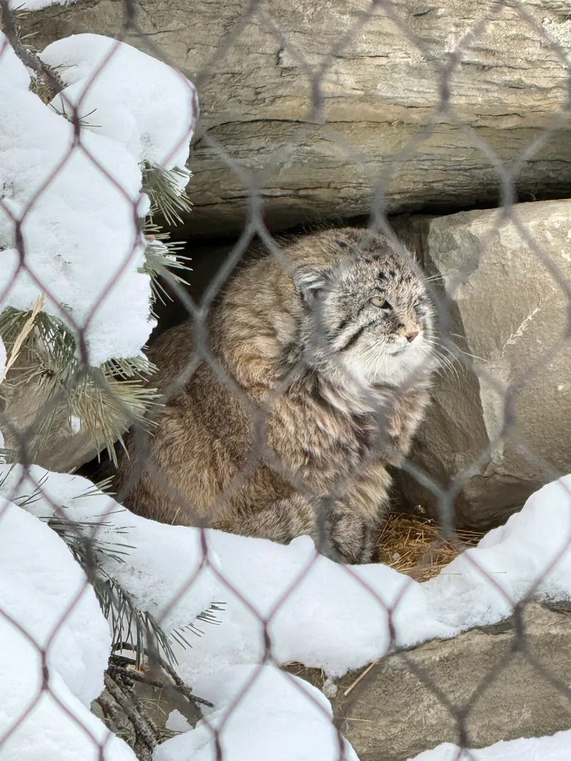 カルガリー動物園 / ワイルダー研究所のオラフの写真