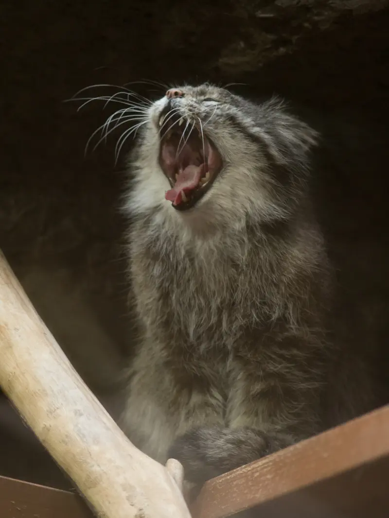 恩賜上野動物園のクリョンの写真