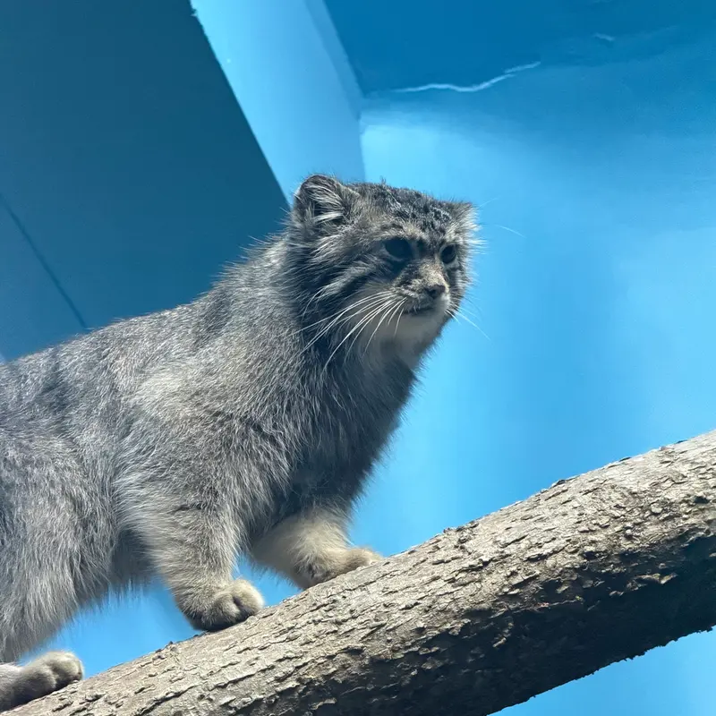 シンシナティ動物園のミハイルの写真