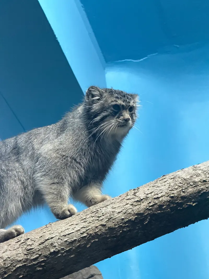 シンシナティ動物園のミハイルの写真