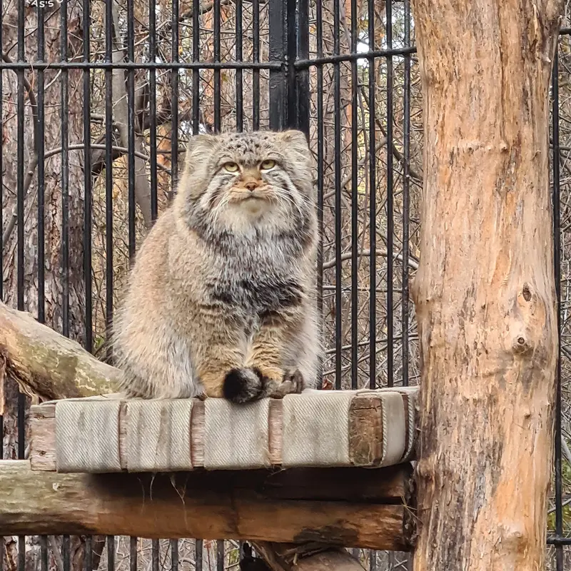 ノヴォシビルスク動物園のシルヴェスターの写真