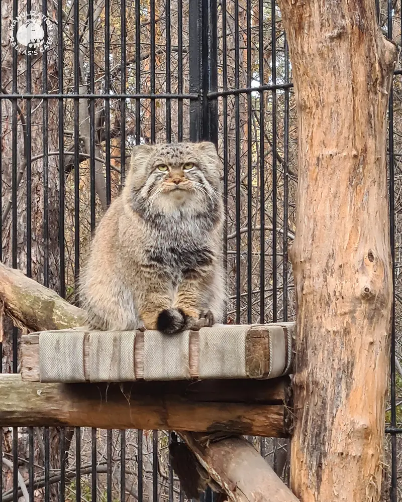 ノヴォシビルスク動物園のシルヴェスターの写真
