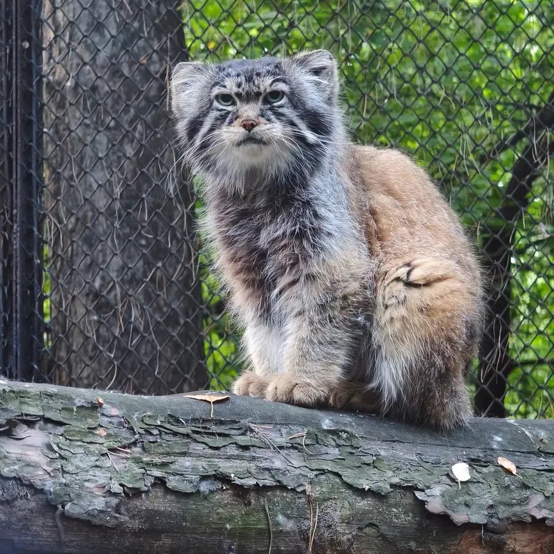 ノヴォシビルスク動物園のジョージの写真