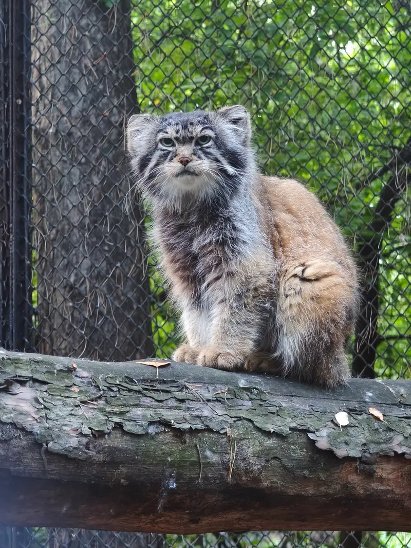 ノヴォシビルスク動物園のジョージの写真