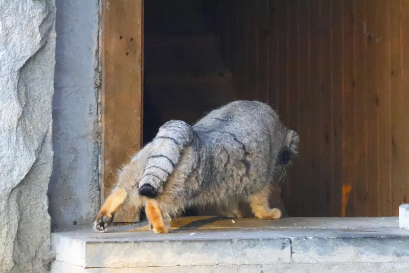モスクワ動物園のティモフェイの写真