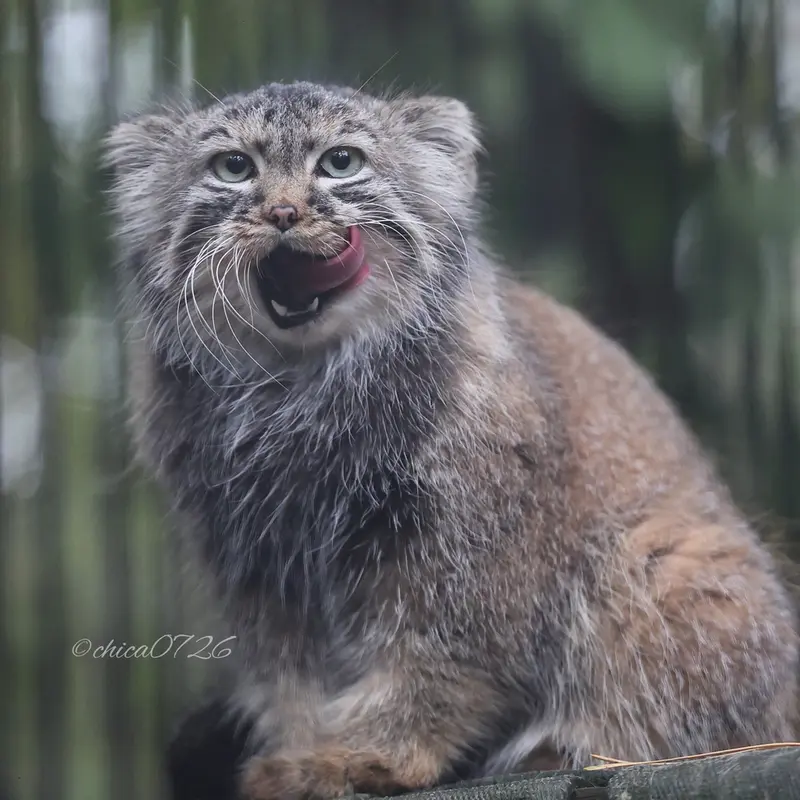 ノヴォシビルスク動物園のガビの写真
