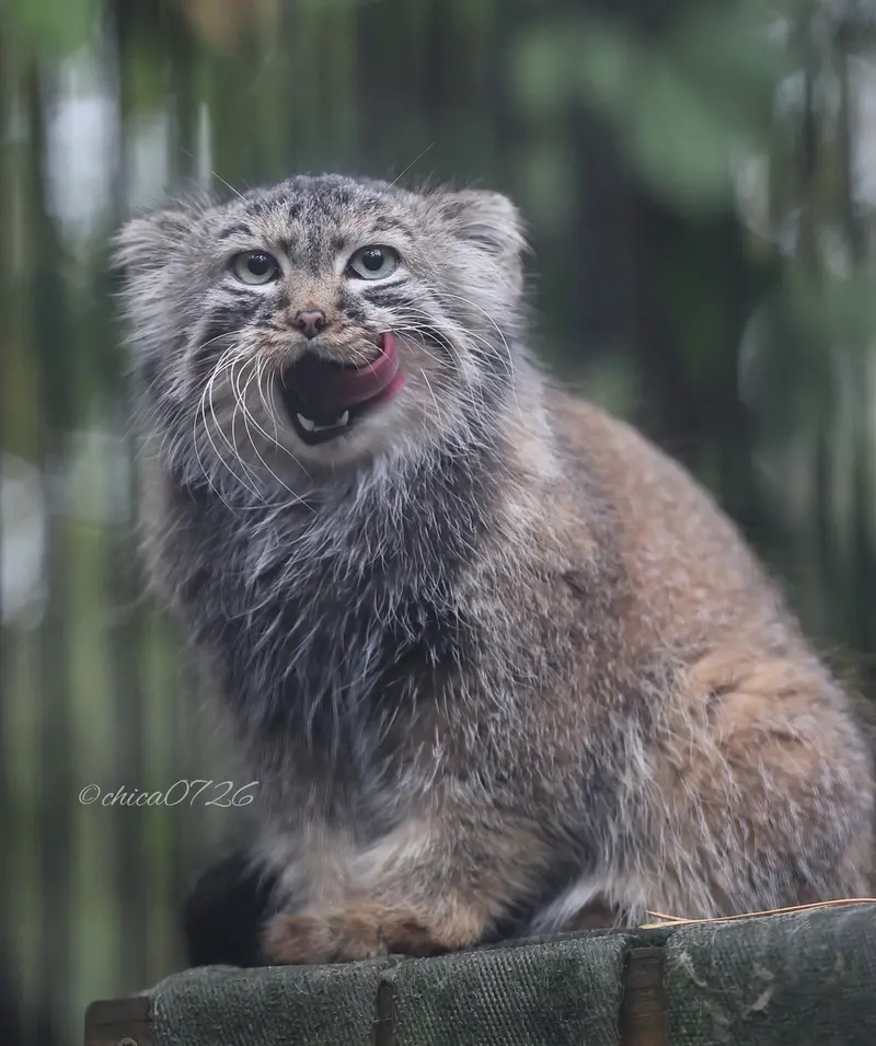 ノヴォシビルスク動物園のガビの写真