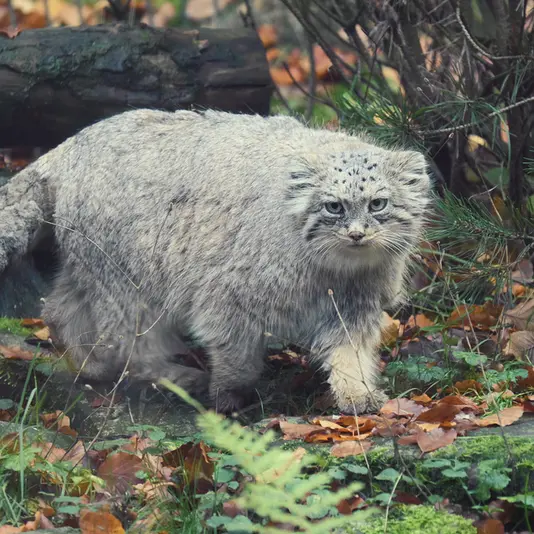 オペル動物園のフェイの写真