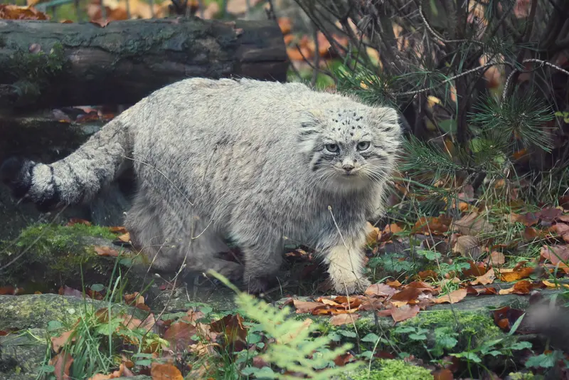オペル動物園のフェイの写真