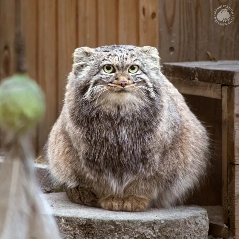 ノヴォシビルスク動物園のアデルの写真