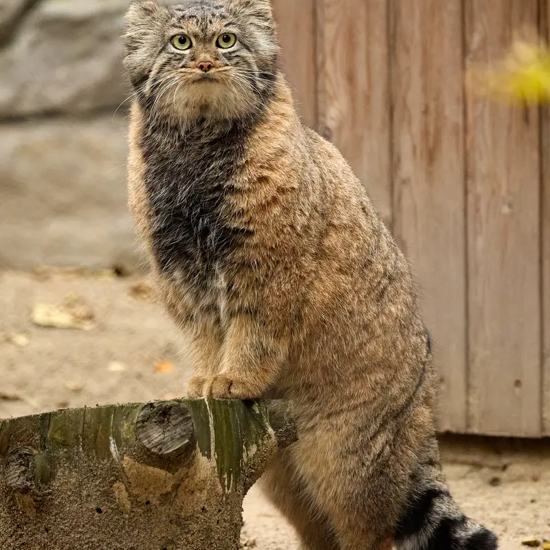 ノヴォシビルスク動物園のアデルの写真